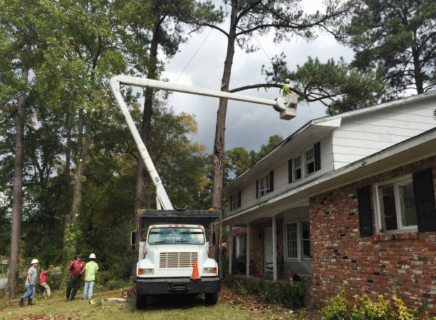 How Our Tree Care Process Works  in  Silver Ridge, NJ