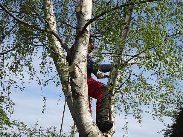 Reliable Silver Ridge, NJ Tree Care Solutions